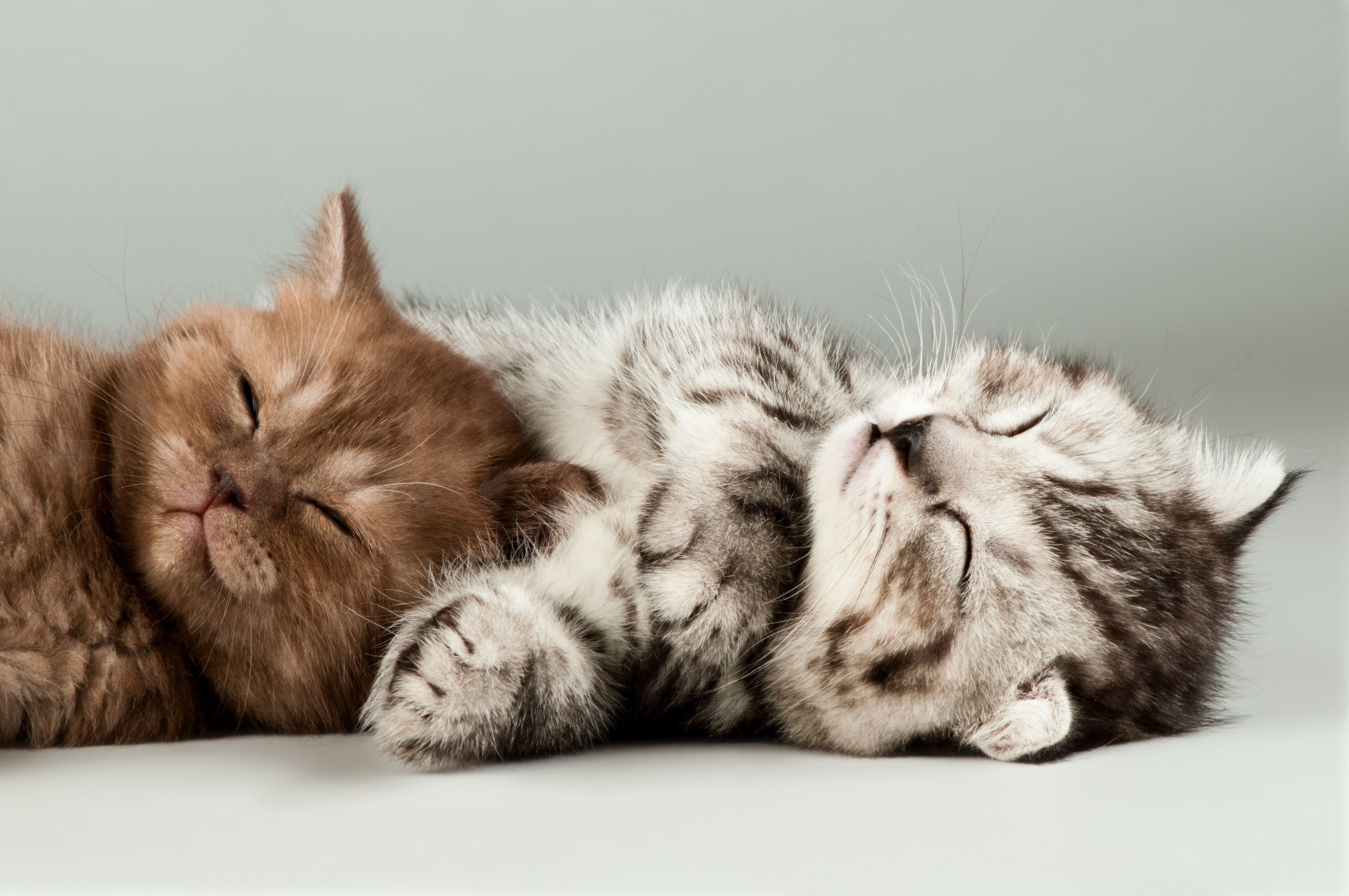 A cute cat sleeping